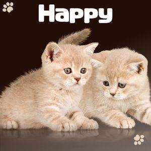Happy