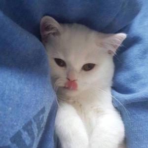 Miss(Prod.by young oz)