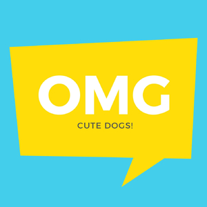 OMG Cute Dogs!