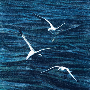 海鸥（cover逃跑计划女生版）