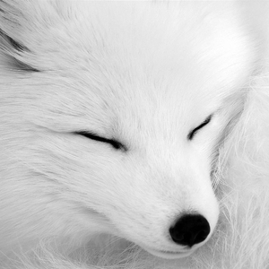 左手指月-男版翻唱(cover萨顶顶)