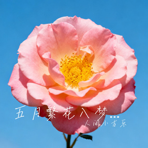 五月繁花入梦来