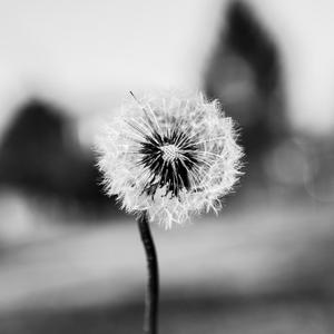 Dandelions & Rainbows