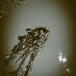 Roga de roda