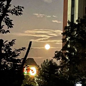 琴殿降生的瞬间-玲珑 伴奏