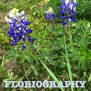 Floriography (feat. Sotiris Georgakopoulos)