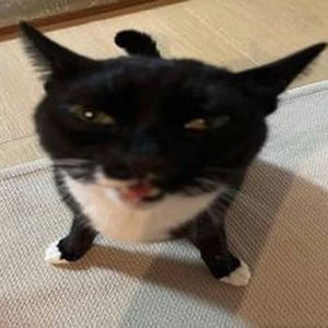 Ozdust Duet (slowed)