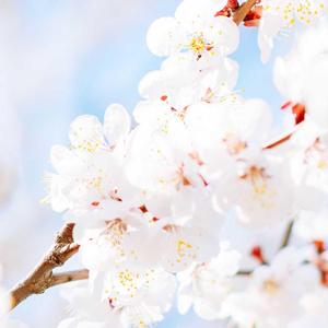 At the edge-钢琴（翻自 千坂）