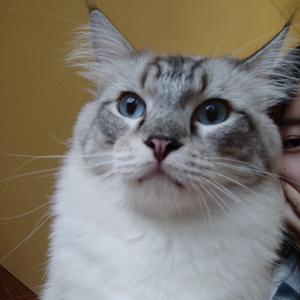 一生守候（cover：王若琳）