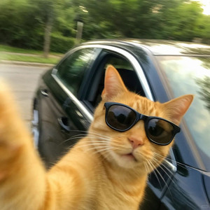 Du-哈基米末班车