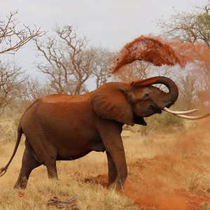 Anthony Vega - Nairobi