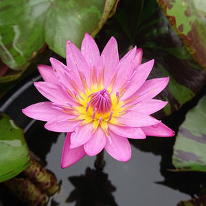 「また来年も」