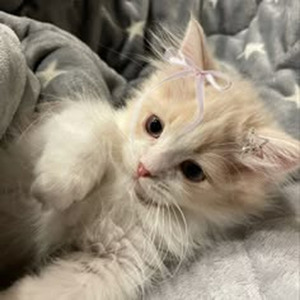 Heart of Stone (sped up)