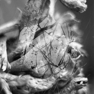 Florescer em Prata (feat. Maria João Vieira Leite)