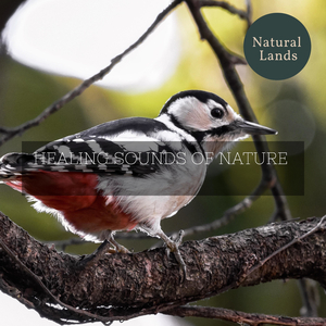 White Spruce Forest Dawn