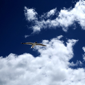 Star Rain Tears《星雨泪》