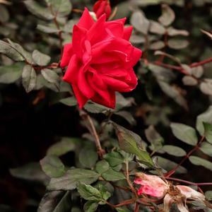 Akele Hi Rahana Buri Bat Nahi H