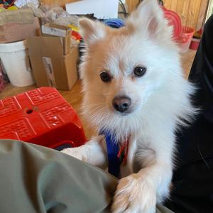 无题（翻自 姜云升）