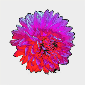 Florescence