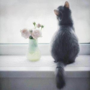 花泽香菜 - 恋爱循环(吉他指弹版)