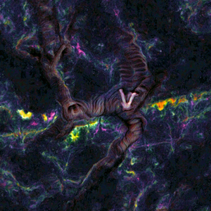 Waxy Dreams