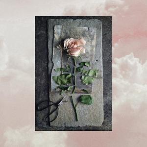 1.2 Don't forget me a小调勿忘我 （花语：永恒的爱与回忆）