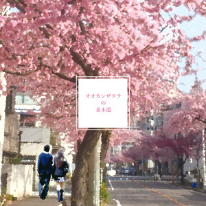 オオカンザクラの並木道