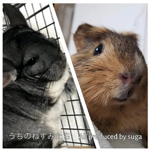 うちのねずみたち