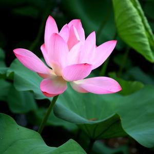 心灵的尘埃 (佛教音乐)