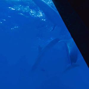 不期待就好demo（Prod By Roster）