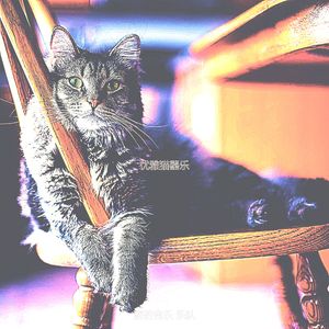 精彩压力大的猫环境