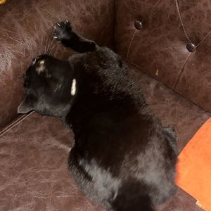 双相爱