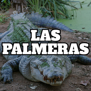 las palmeras