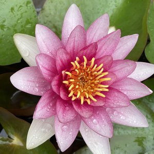 【FREE BEAT】悲伤弦乐