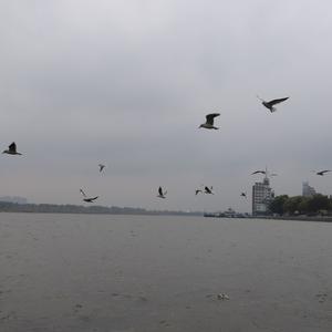 野蜂飞舞（琵琶版）