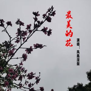 最美的花（伴奏）
