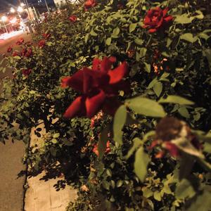 我思念的城市（翻自 许巍）