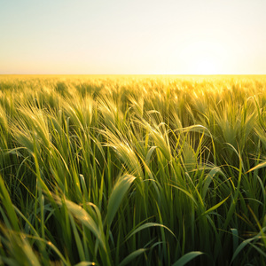 清风拂面（纯音乐）