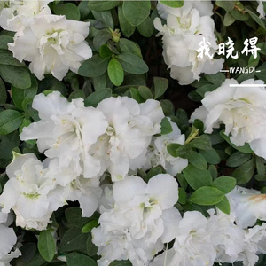 fall boy（Prod SAXON）