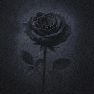 black rose