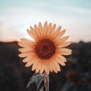 热燃（Gold diamond）天纲记录