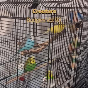 Budgies VII (Vol XC)