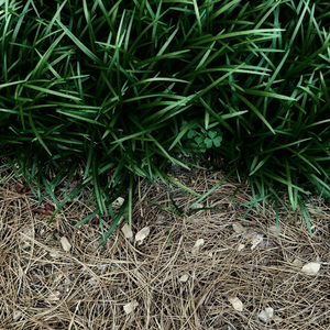 我可以自己点燃火炬（翻唱完整版）