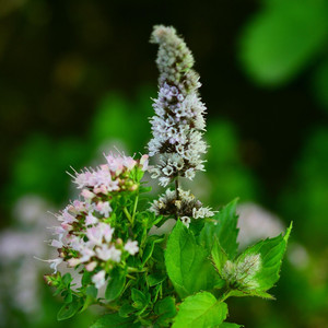 はっか草 (混声合唱版（covered by Chis-A）)