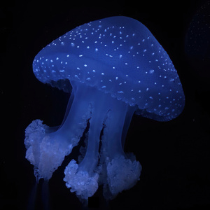 Oceanarium