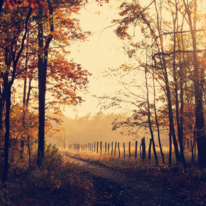 Comfort in Melancholy