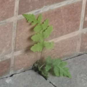 幻境中生长
