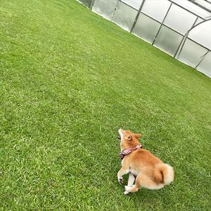 避 (feat. shinylungs⁺₊✧, Tangent)