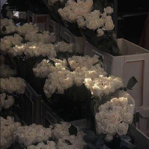 百年孤寂(原唱：王菲）