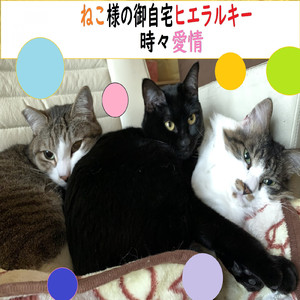ねこ様の御自宅ヒエラルキー時々愛情